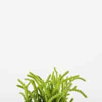 Photo gratuite closeup plante verte succulente