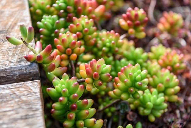 Photo gratuite closeup de plantes succulentes