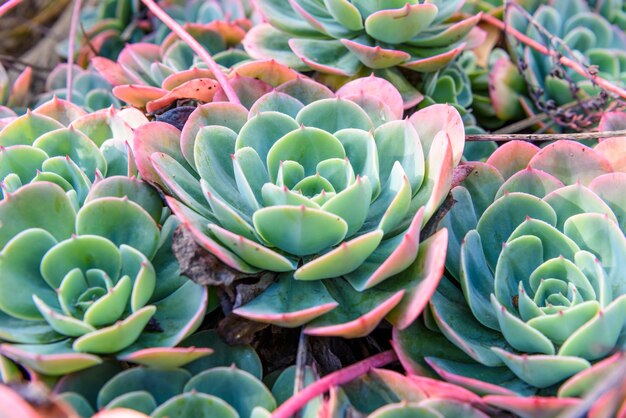 Closeup de plantes succulentes