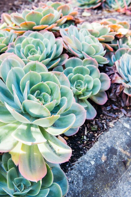 Closeup de plantes succulentes