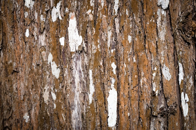 Closeup texture de tronc d'arbre