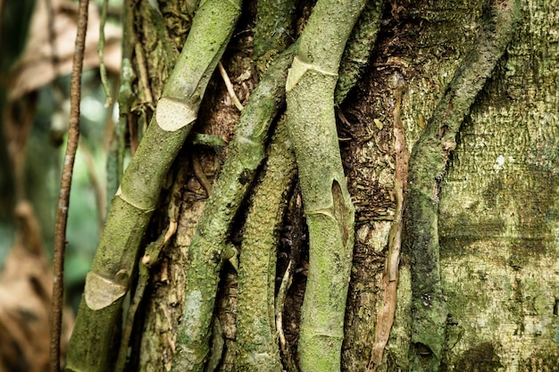 Closeup, tronc arbre, et, vignes