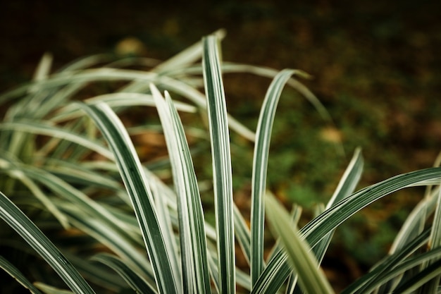 Closeup, tropical, feuilles, soleil