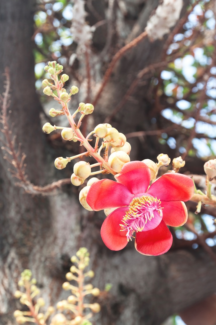Photo gratuit closeup vert bangkok arbre en fleurs