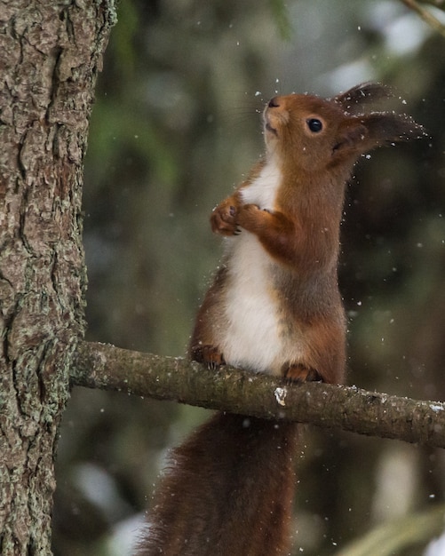 Closuep vertical shot d'un mignon petit écureuil assis sur une branche d'arbre avec un arrière-plan flou