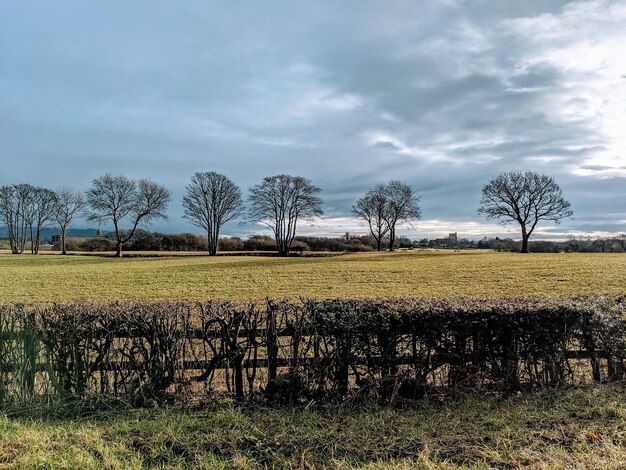 Clôture de haie taillée sur un champ avec des arbres dénudés