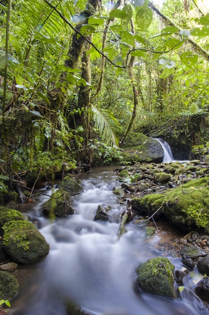 Cloud forest stream, Costa Rica