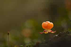 Photo gratuite cloudberry