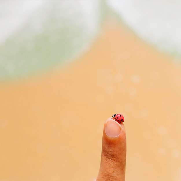 Photo gratuite coccinelle rampant sur un doigt