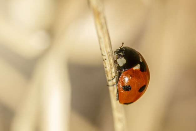 Coccinelle rouge sur brindille bouchent