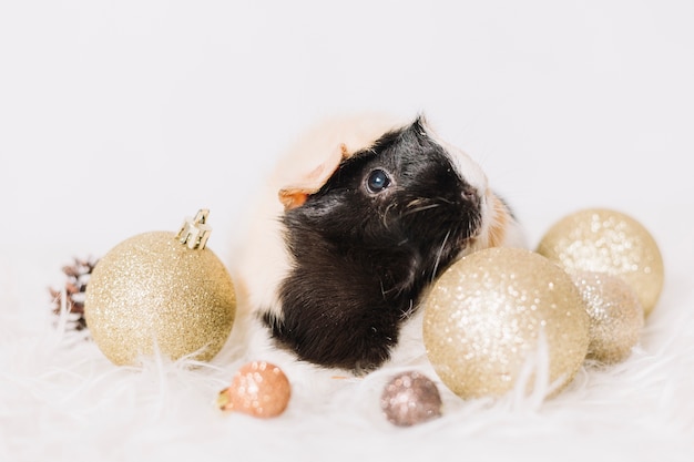 Photo gratuite cochon d'inde avec des boules brillantes