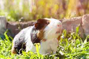 Photo gratuite cochon d'inde mignon sur l'herbe verte dans le jardin