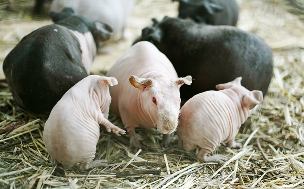 Images Cochon D Inde Sans Poils Vecteurs Photos Et Psd Gratuits Images Cochon D Inde Sans Poils Vecteurs Photos Et Psd Gratuits