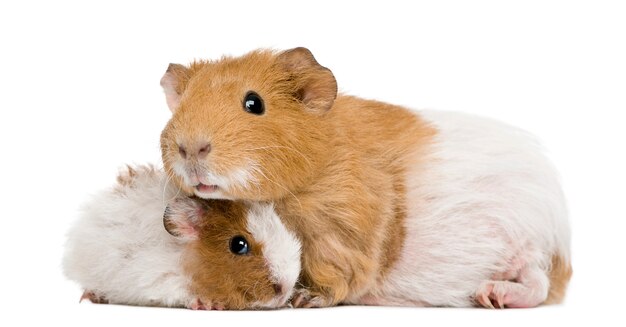 Cochon D Inde Et Son Bebe Devant Fond Blanc Photo Premium