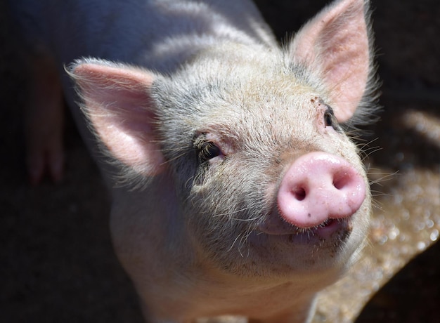 Cochon poilu avec un museau rose et des cheveux filaires