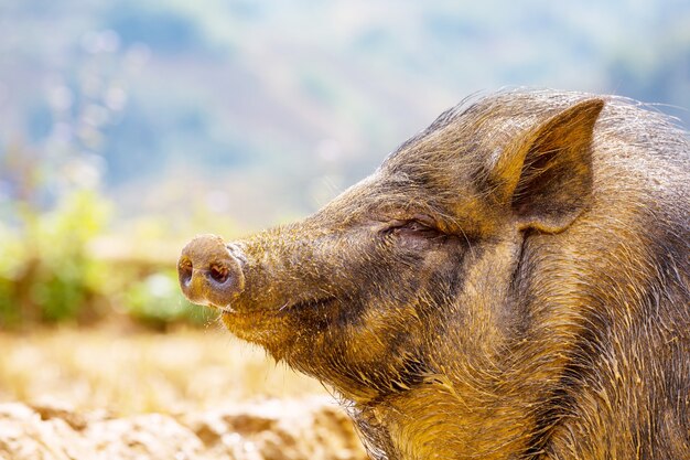 Cochon Noir Maison Moche Sur Un Chantier En Beton Photo Premium