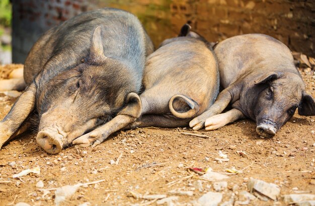 Cochon Noir Maison Moche Sur Un Chantier En Beton Photo Premium