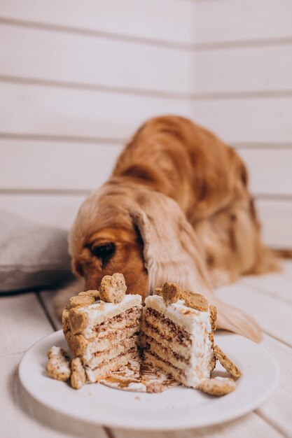 Cocker spaniel mangeant un gâteau d'anniversaire à la maison