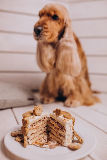 Cocker spaniel mangeant un gâteau d'anniversaire à la maison