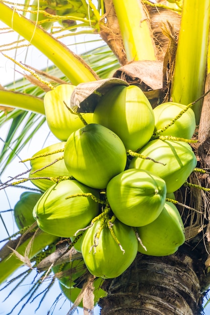 Coconut fruits