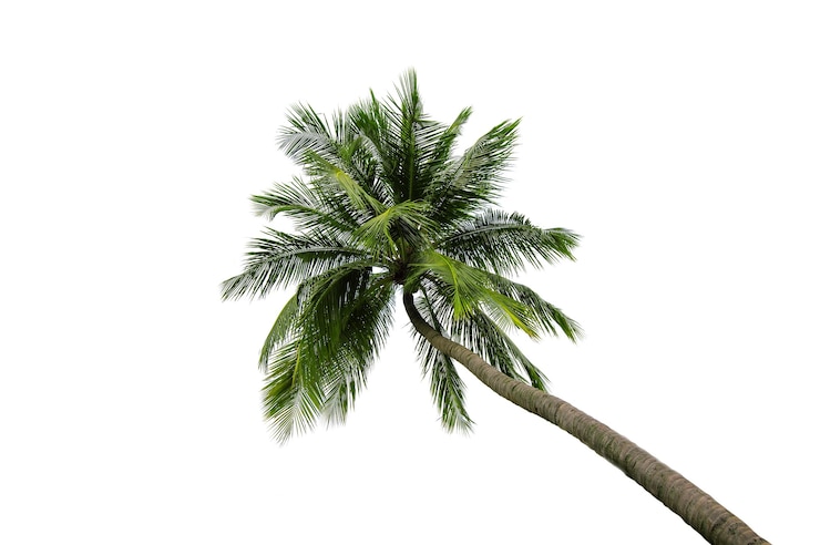 Photo gratuit cocotier isolé sur fond blanc