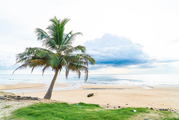 cocotier avec plage tropicale