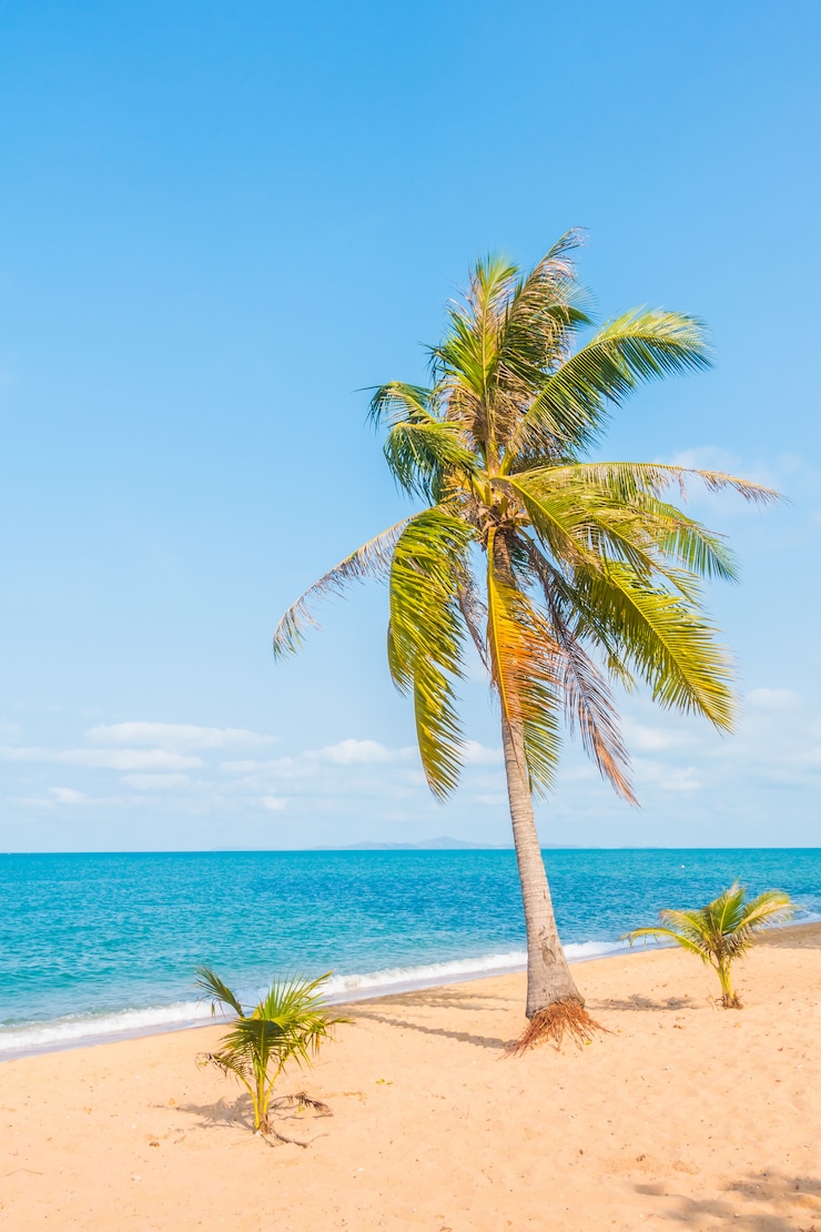 Photo gratuit cocotier sur la plage