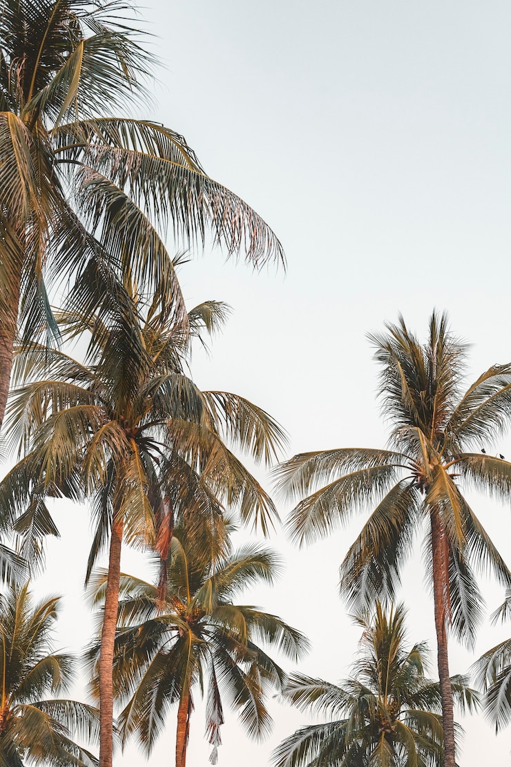 Photo gratuit cocotiers avec fond de ciel
