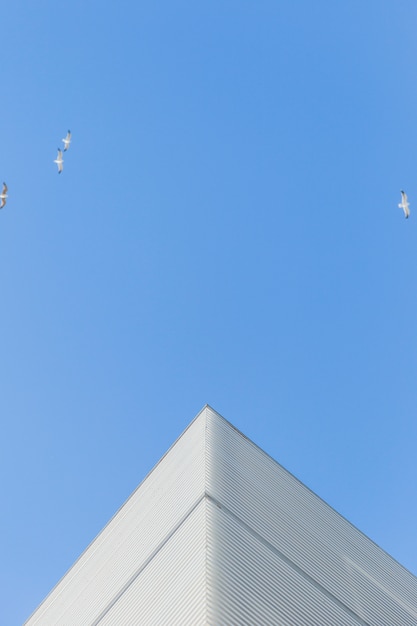 Coin bâtiment avec des oiseaux