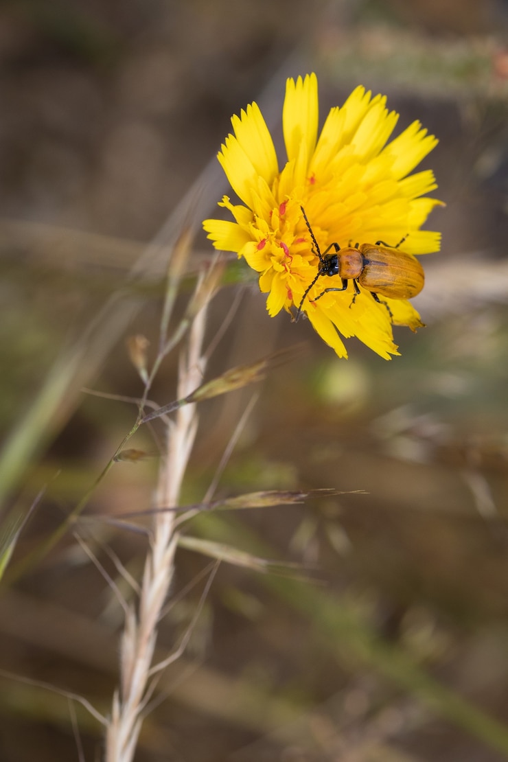 Photo gratuit coléoptère orange dans son environnement naturel