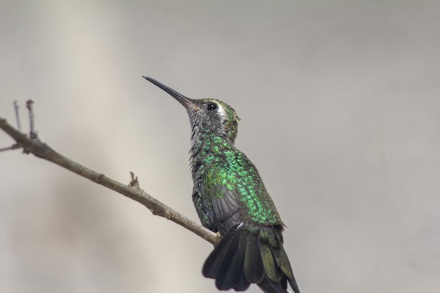 Colibri d'abeille verte recherchant sur une brindille avec l'arrière-plan flou