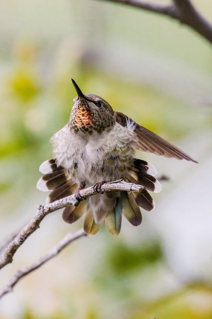 Colibri blanc et noir