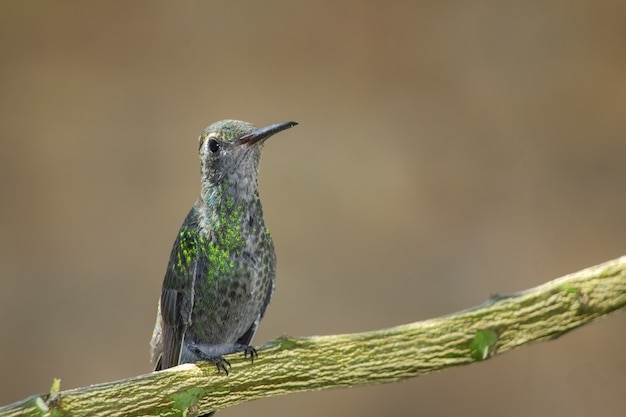 Colibri perché sur une branche d'arbre