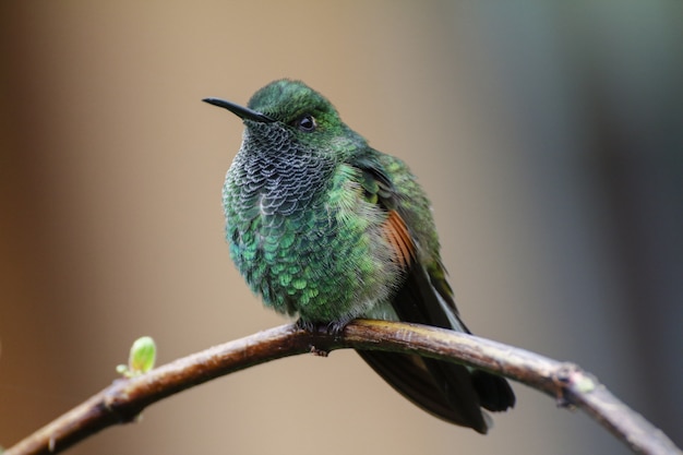 Photo gratuite colibri à queue rayée mâle eupherusa eximia