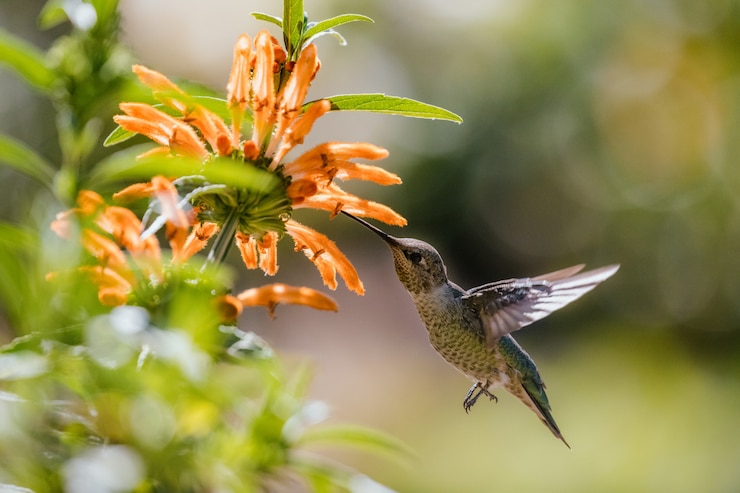 Photo gratuit colibri vert et gris survolant des fleurs jaunes
