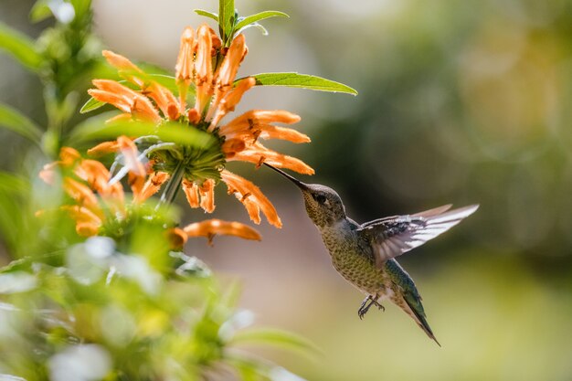 Colibri vert et gris survolant des fleurs jaunes