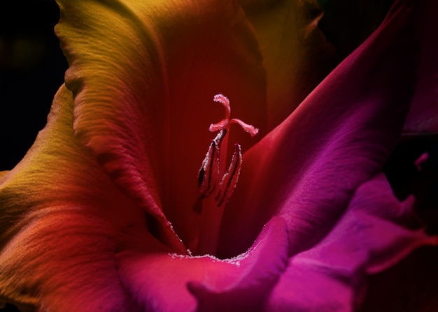 Photo gratuite collage de fleurs avec des pétales multicolores