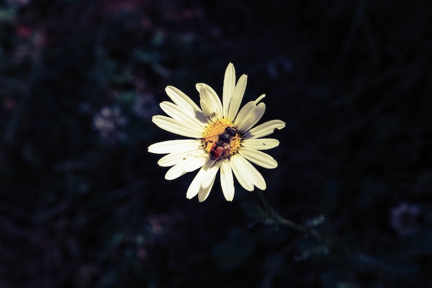 collection d&#39;abeille tête de fleur de miel