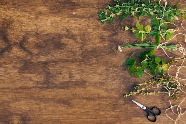 Collection de brindilles de plantes vertes près de ciseaux