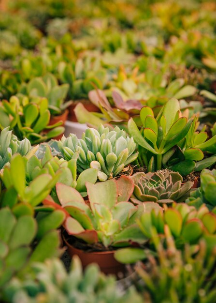 Collection de divers cactus et plantes succulentes en pots