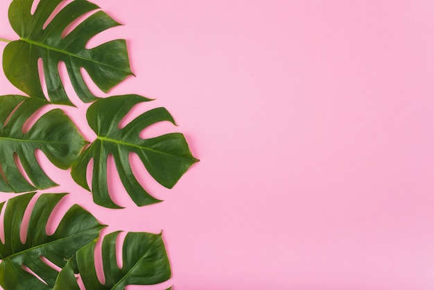 Collection de feuilles de Monstera