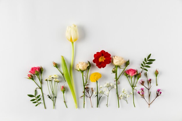 Collection de fleurs vue de dessus