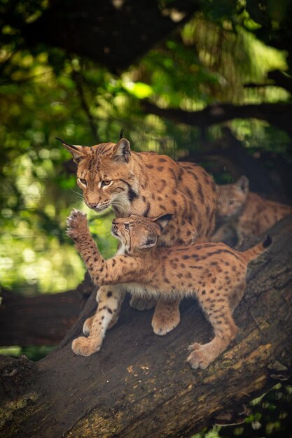 Combat de bouquetins dans la région des montagnes rocheuses Animaux sauvages en captivité Deux mâles se battant pour les femelles