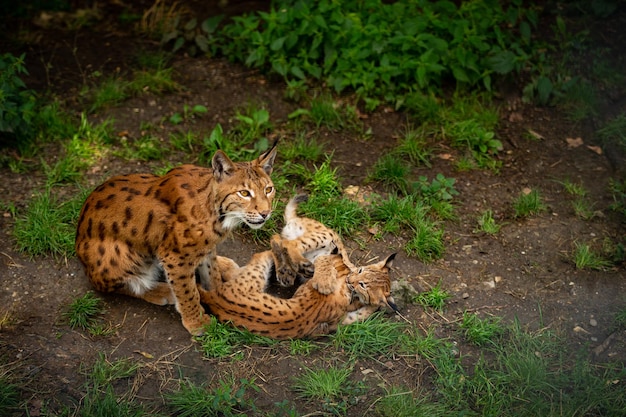 Combat de bouquetins dans la région des montagnes rocheuses Animaux sauvages en captivité Deux mâles se battant pour les femelles