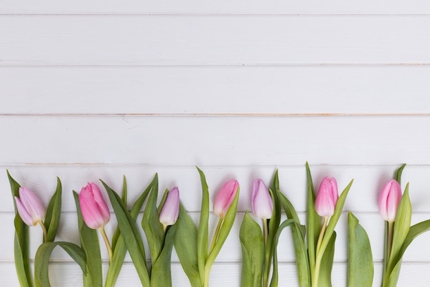 Composé tulipes tendres dans la rangée