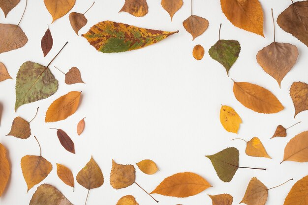 Composition d&#39;automne avec des feuilles fanées