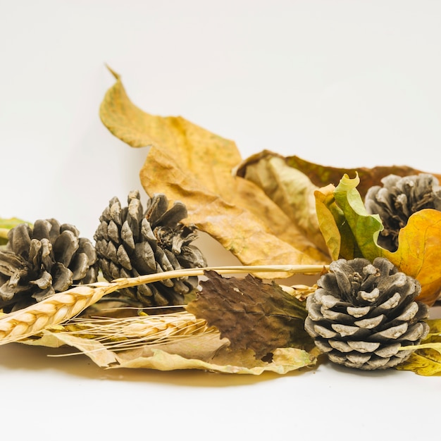 Photo gratuite composition avec des cônes et des feuilles séchées