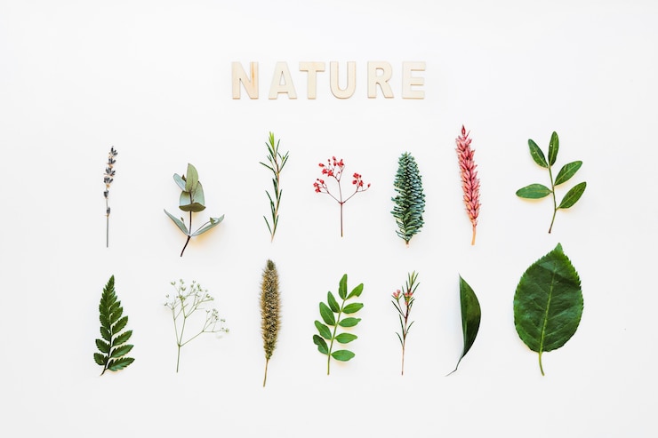 Photo gratuit composition avec diverses feuilles