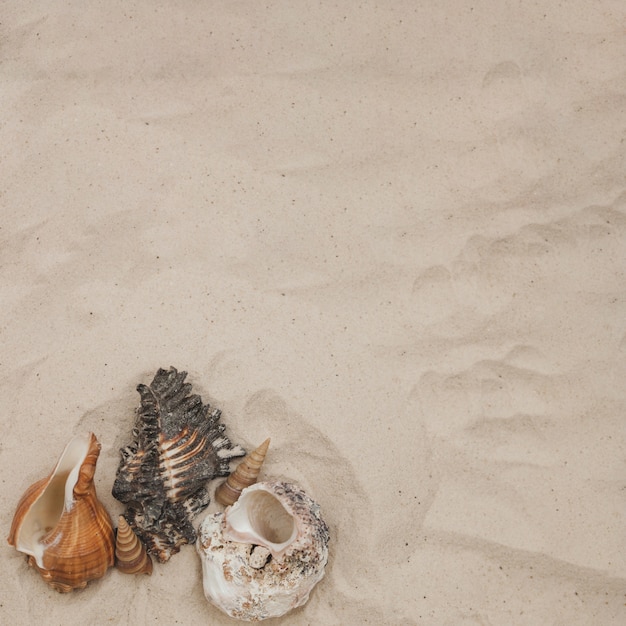 Photo gratuite composition d'été avec des coquillages et du sable