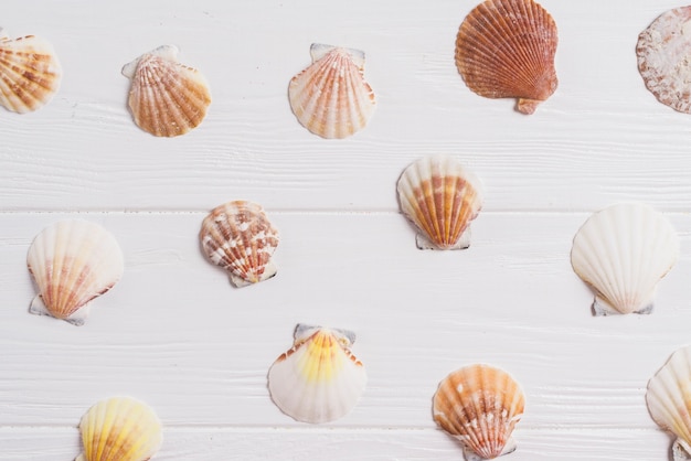 Photo gratuite composition de l'été avec des coquillages